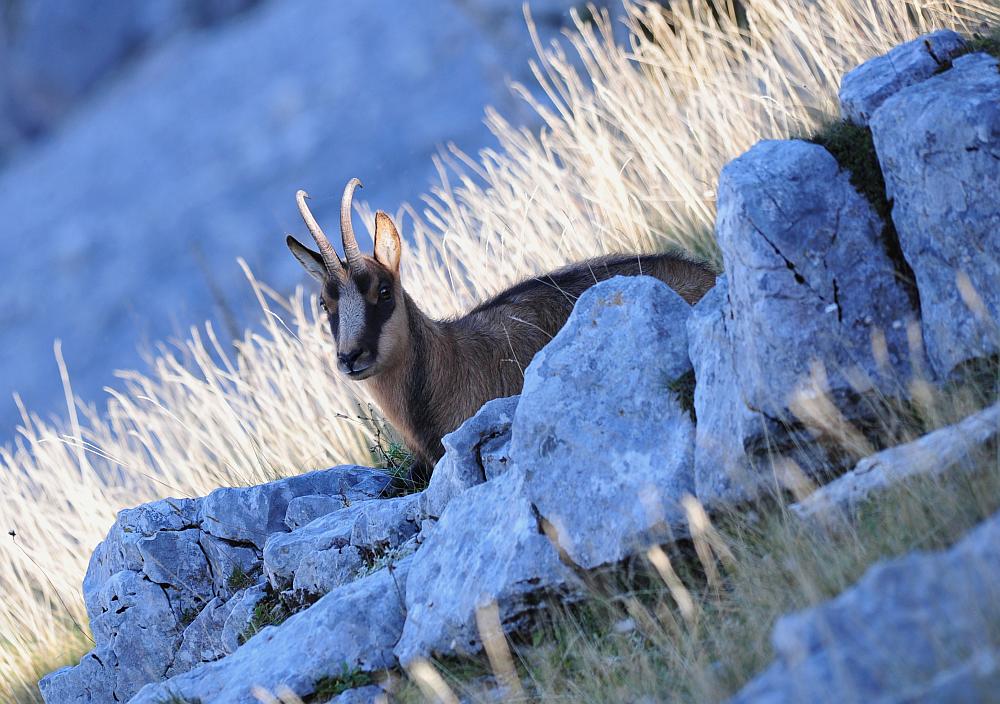 Camoscio d''Abruzzo Rupicapra pyrenaica ornata